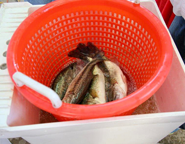 Three fish in the bottom of a basket after an event at the Boat Show in Biloxi, MS
