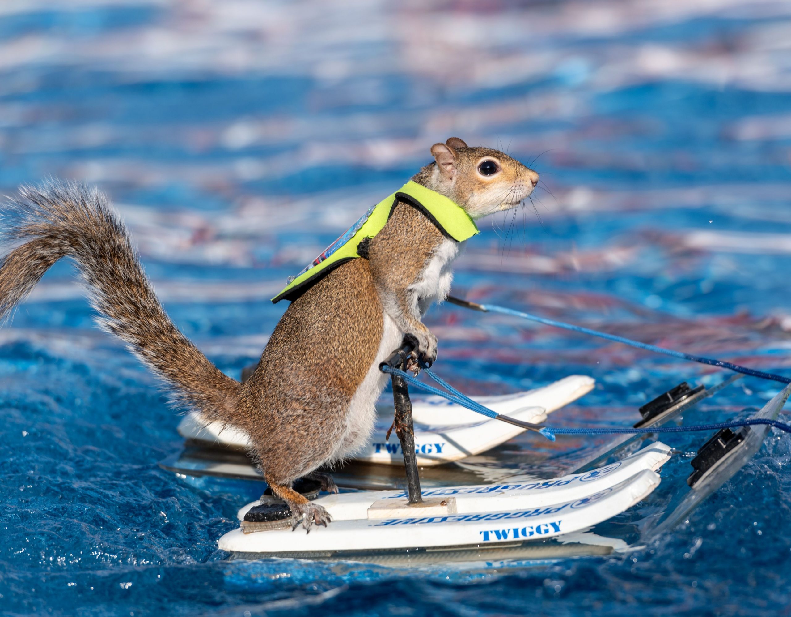 twiggy the squirrel at the boat show